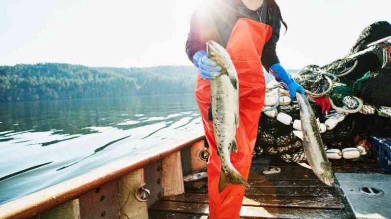 ‘Se llevan todo, como los vikingos’: dentro de las guerras del salmón en Islandia