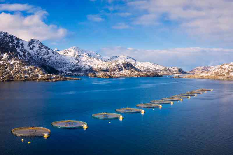 Las jaulas circulares de pesca, fotografiadas en la costa noruega, son un criadero de piojos